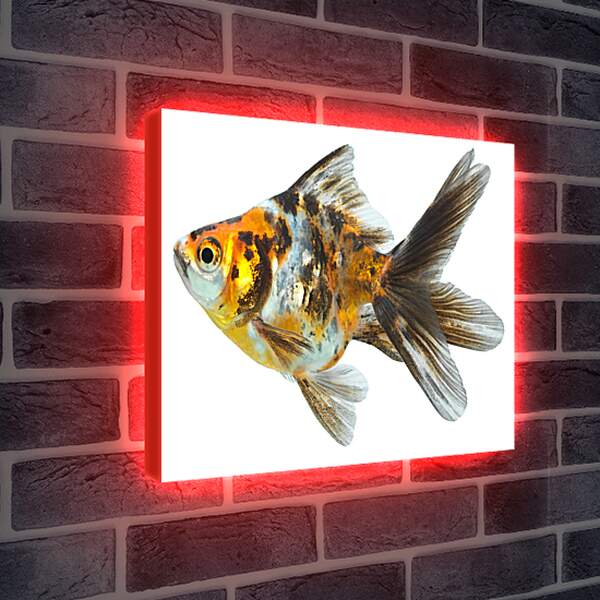 Лайтбокс световая панель - Маленькая рыбка

