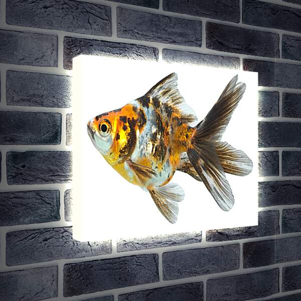 Лайтбокс световая панель - Маленькая рыбка
