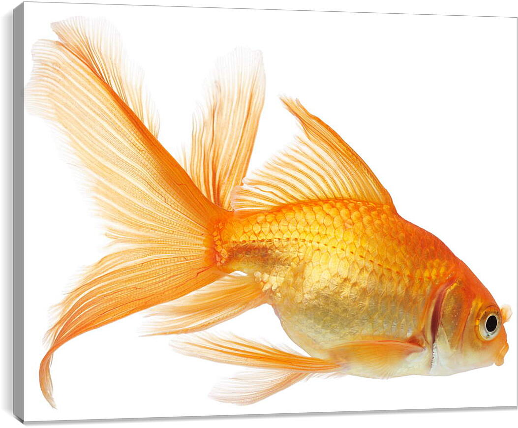 Постер и плакат - Золотая рыбка на белом фоне
