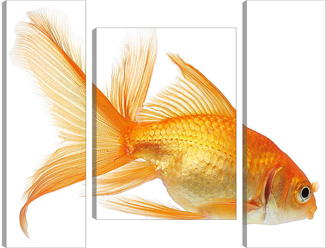Модульная картина - Золотая рыбка на белом фоне
