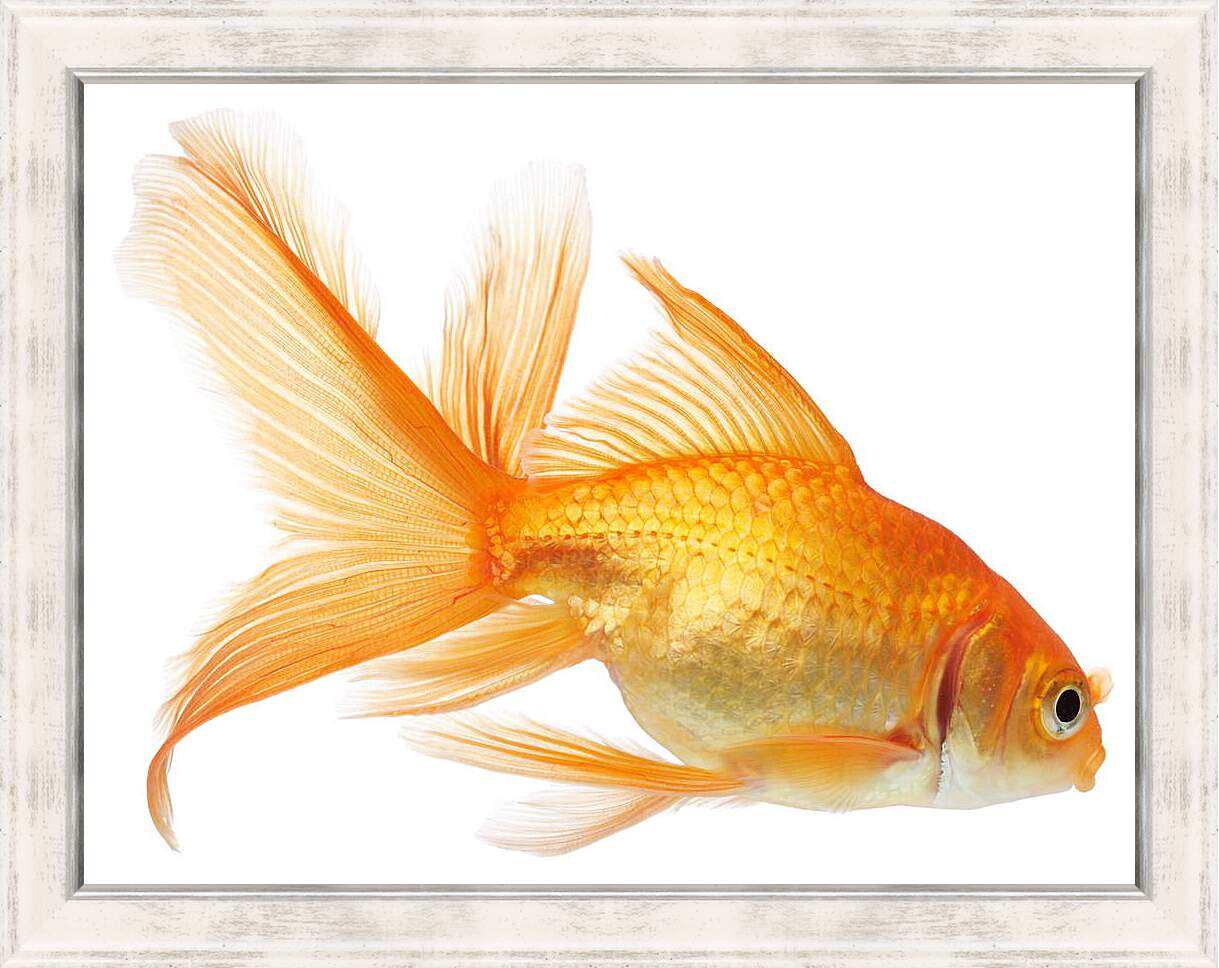 Картина в раме - Золотая рыбка на белом фоне
