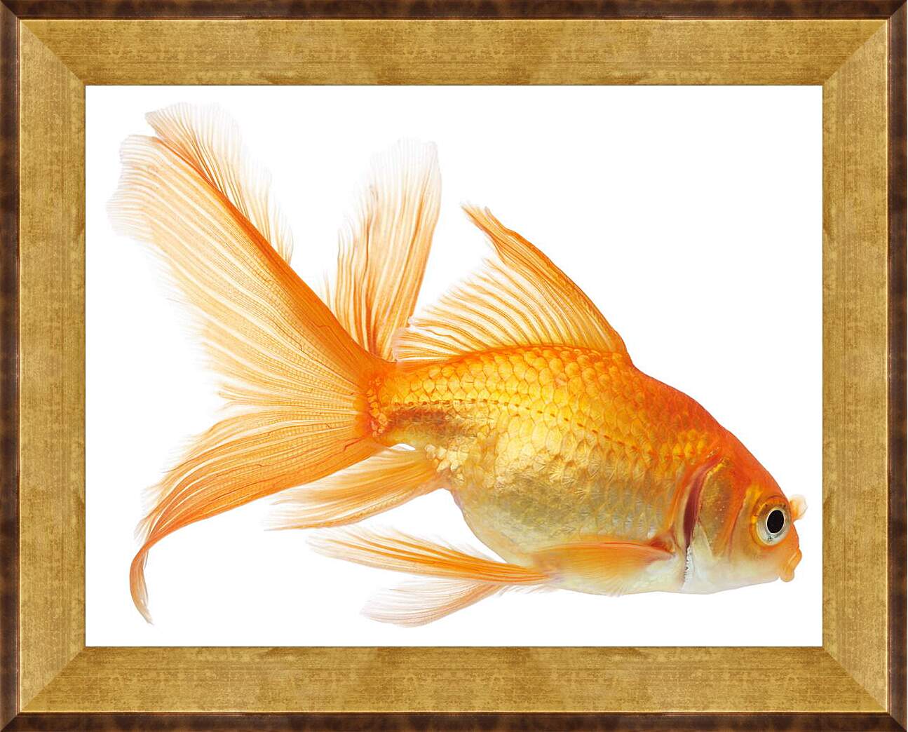 Картина в раме - Золотая рыбка на белом фоне

