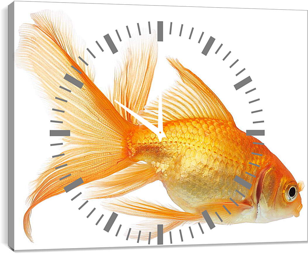 Часы картина - Золотая рыбка на белом фоне
