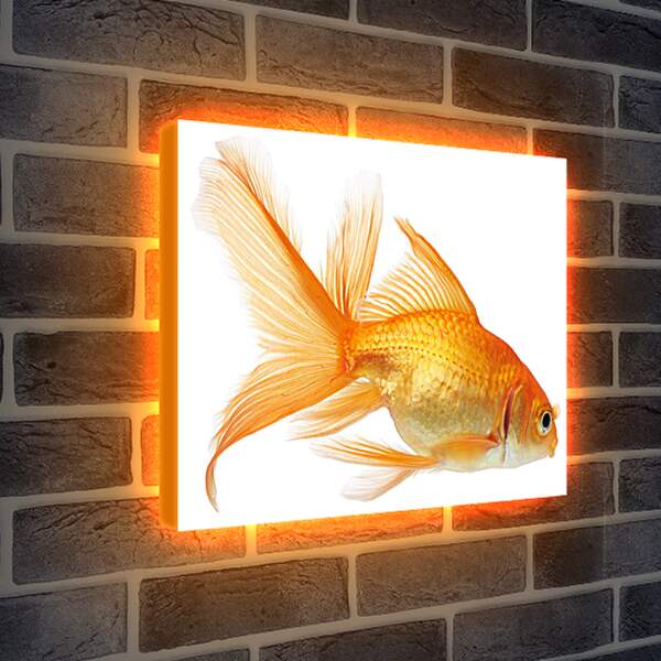 Лайтбокс световая панель - Золотая рыбка на белом фоне
