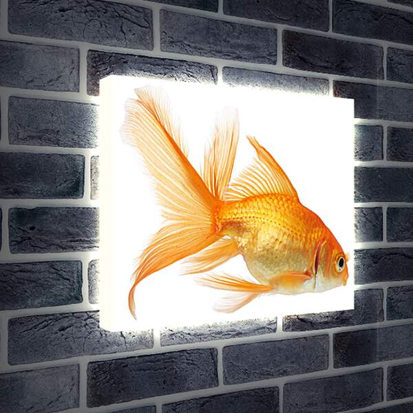 Лайтбокс световая панель - Золотая рыбка на белом фоне
