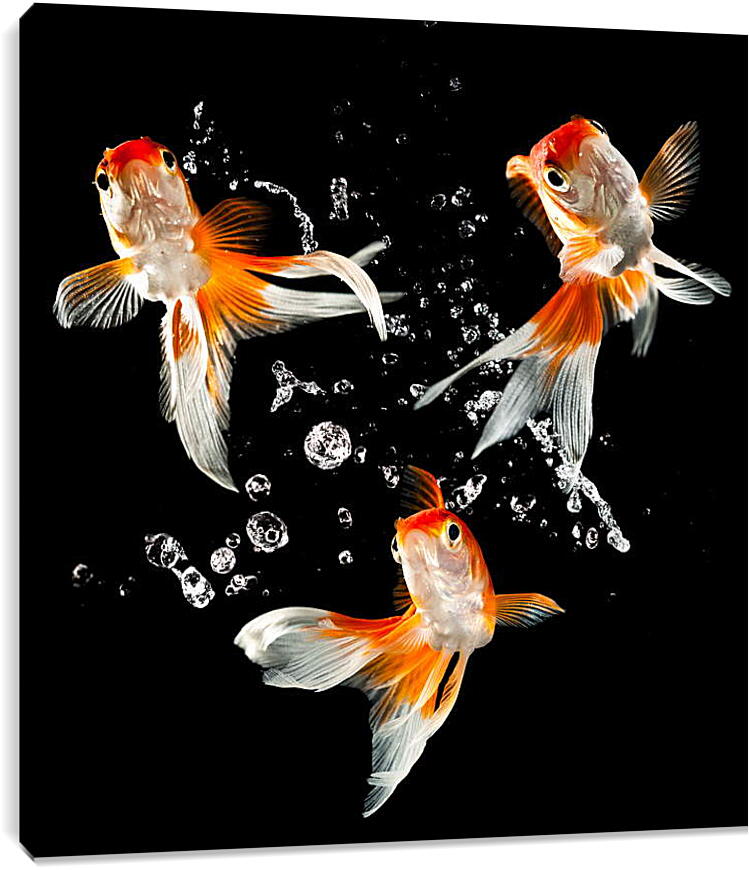 Постер и плакат - Танец рыбок
