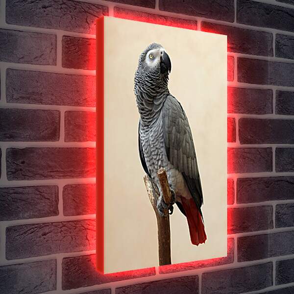 Лайтбокс световая панель - Попугай
