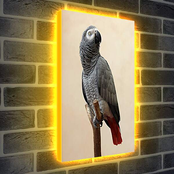 Лайтбокс световая панель - Попугай
