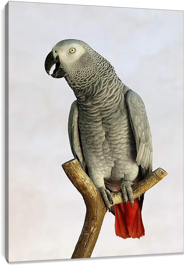 Постер и плакат - Попугай на жердочке
