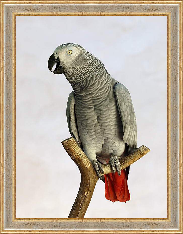Картина в раме - Попугай на жердочке
