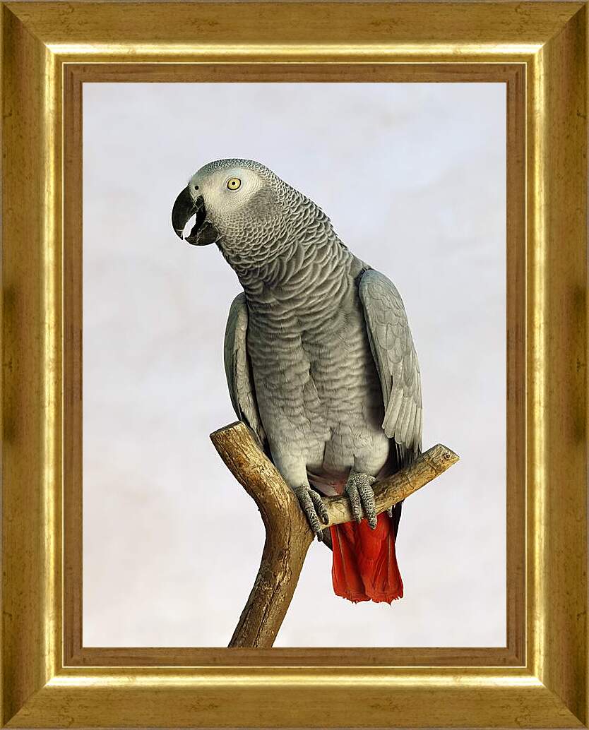 Картина в раме - Попугай на жердочке
