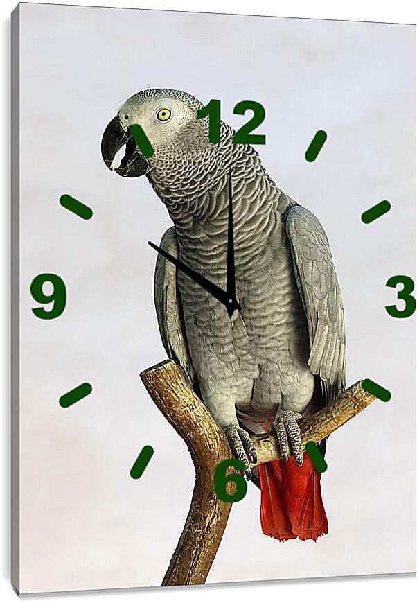 Часы картина - Попугай на жердочке
