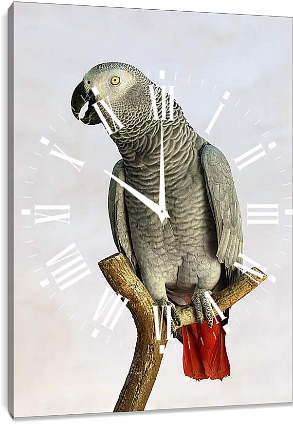 Часы картина - Попугай на жердочке
