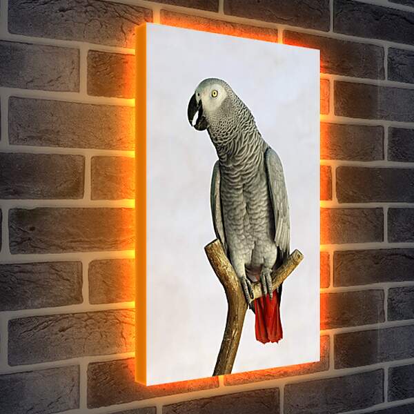 Лайтбокс световая панель - Попугай на жердочке
