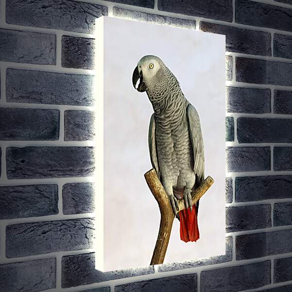 Лайтбокс световая панель - Попугай на жердочке
