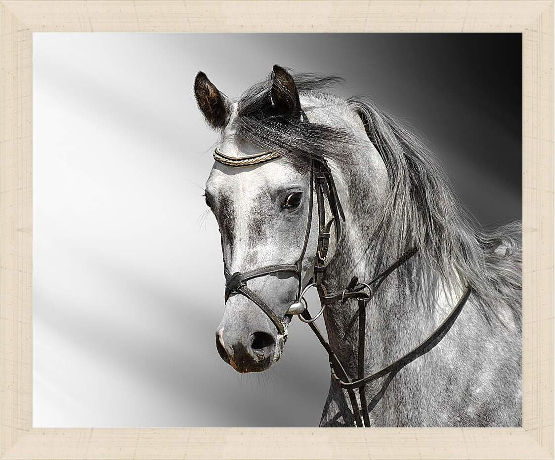 Картина в раме - Белый конь

