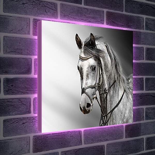Лайтбокс световая панель - Белый конь
