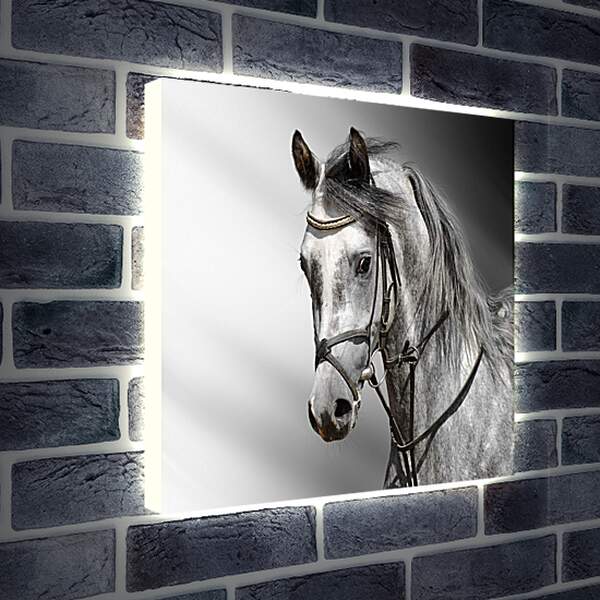 Лайтбокс световая панель - Белый конь
