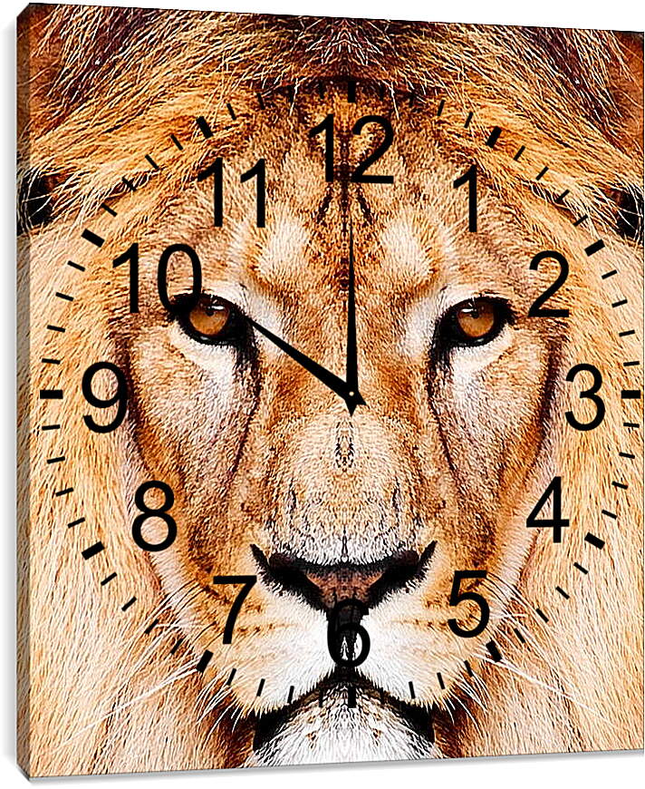 Часы картина - Царь зверей

