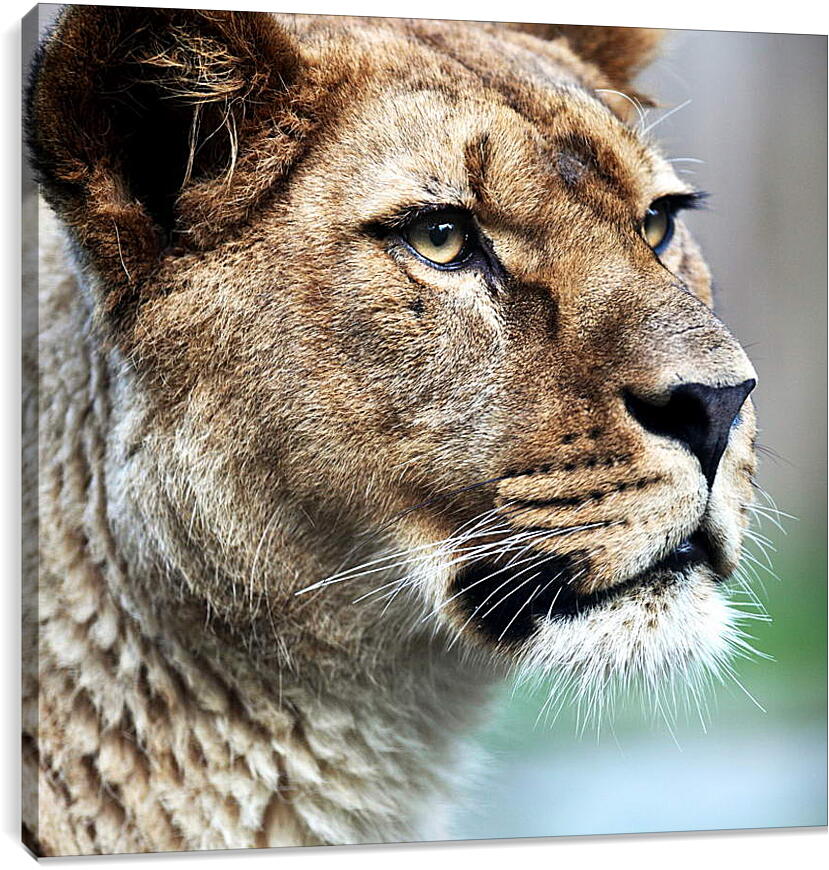 Постер и плакат - Грозный взгляд львицы
