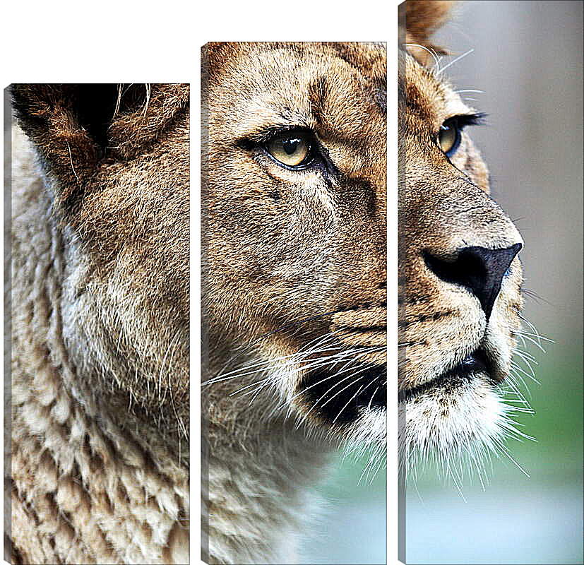 Модульная картина - Грозный взгляд львицы
