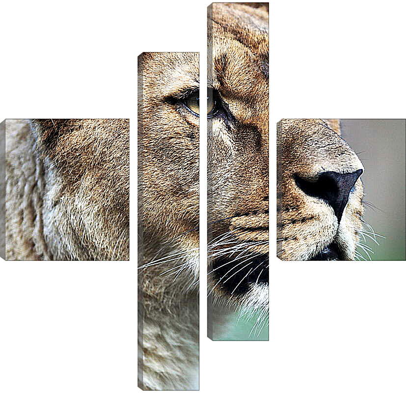 Модульная картина - Грозный взгляд львицы

