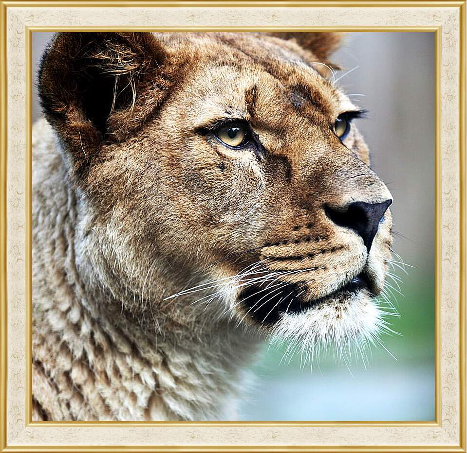 Картина в раме - Грозный взгляд львицы
