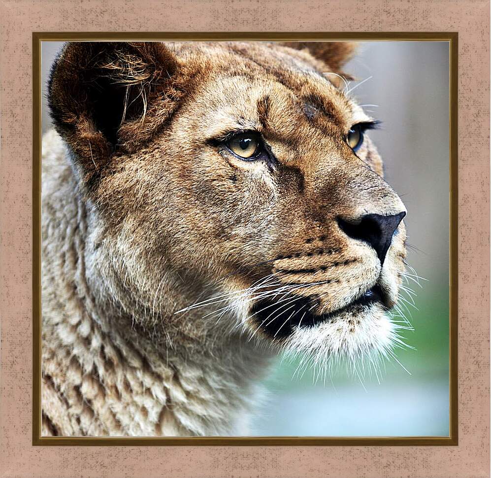 Картина в раме - Грозный взгляд львицы
