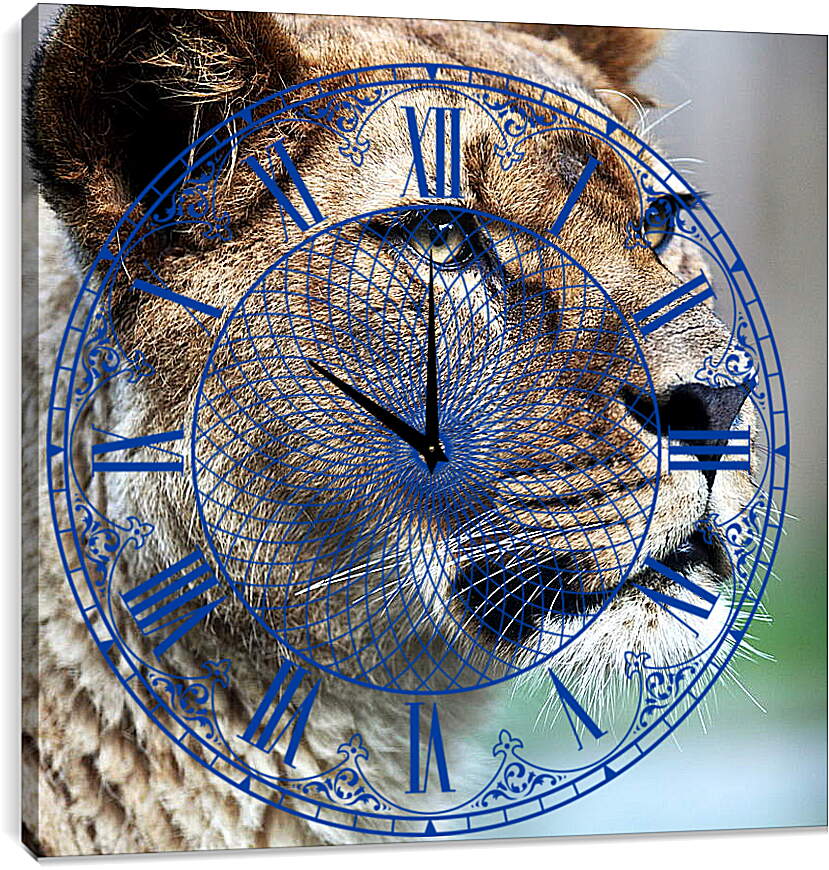 Часы картина - Грозный взгляд львицы

