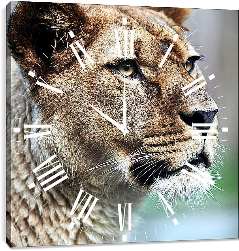 Часы картина - Грозный взгляд львицы

