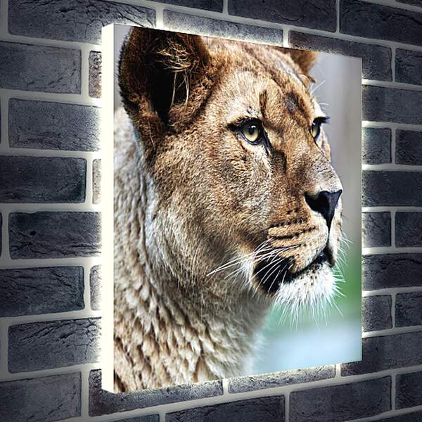 Лайтбокс световая панель - Грозный взгляд львицы
