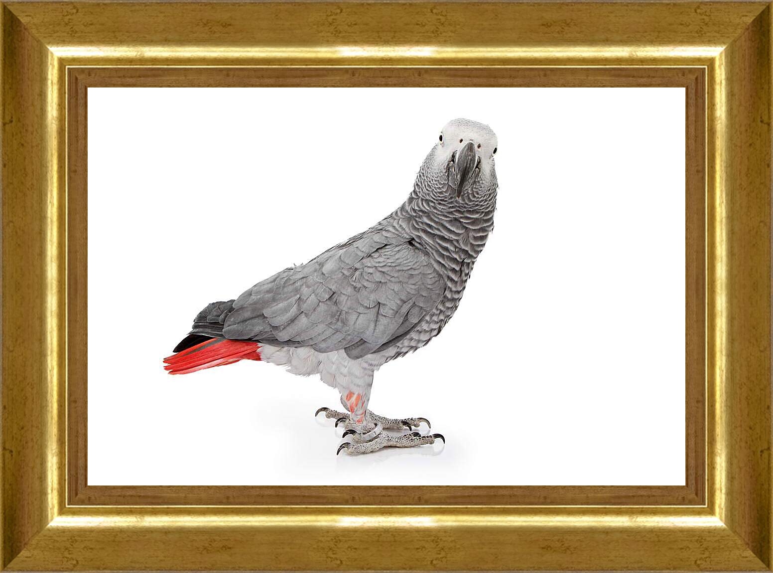 Картина в раме - Попугай Жако
