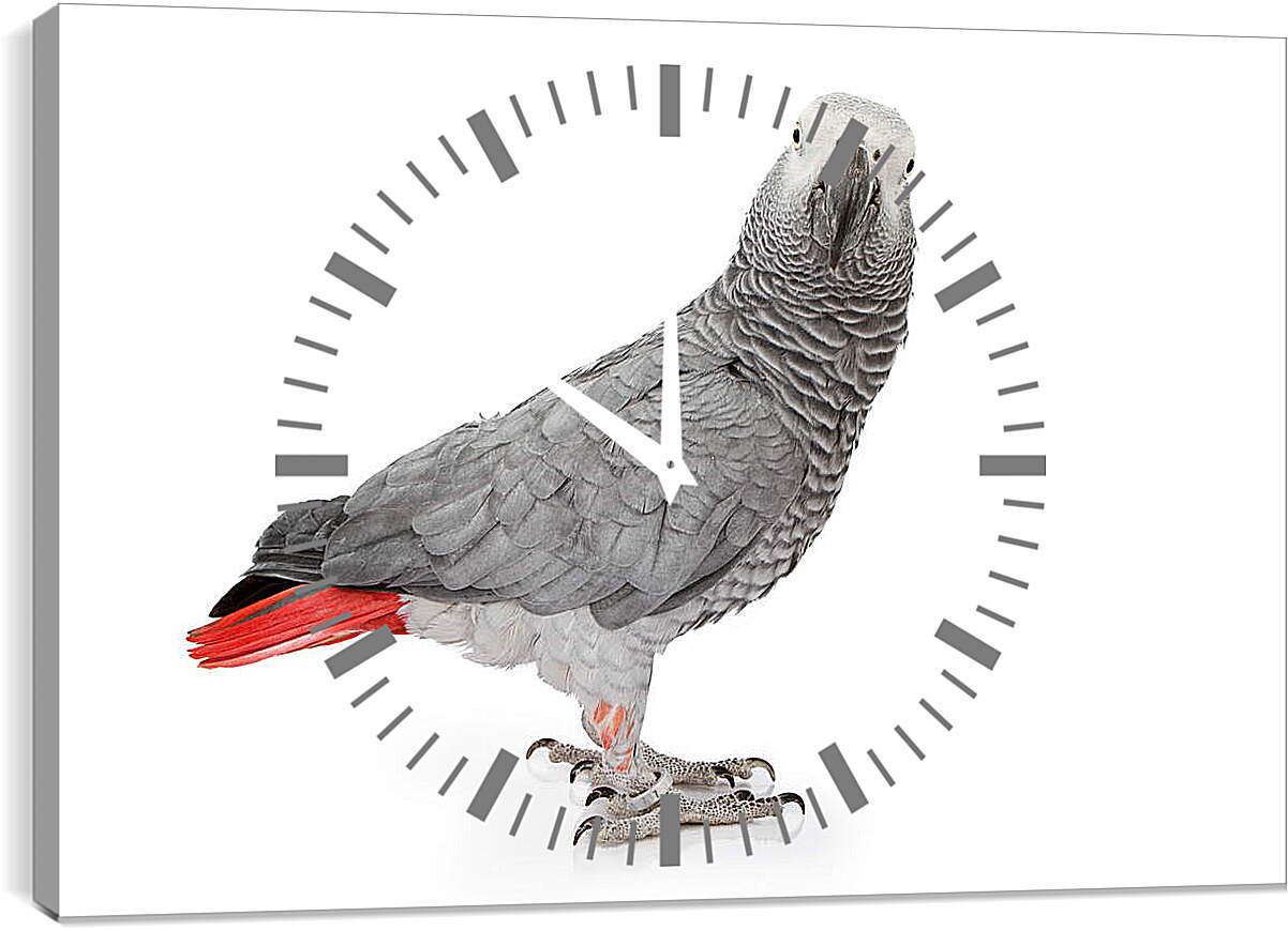Часы картина - Попугай Жако
