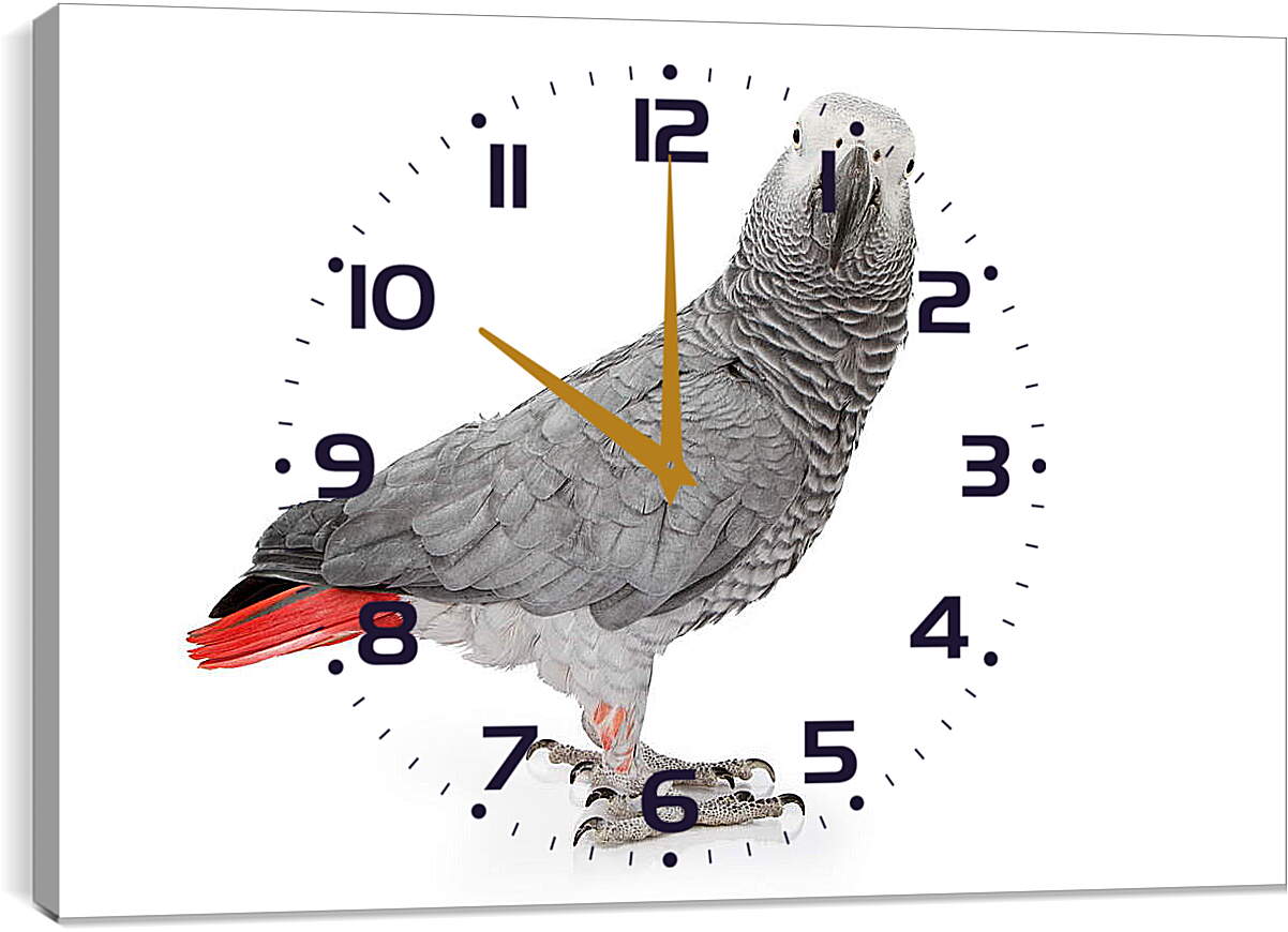 Часы картина - Попугай Жако
