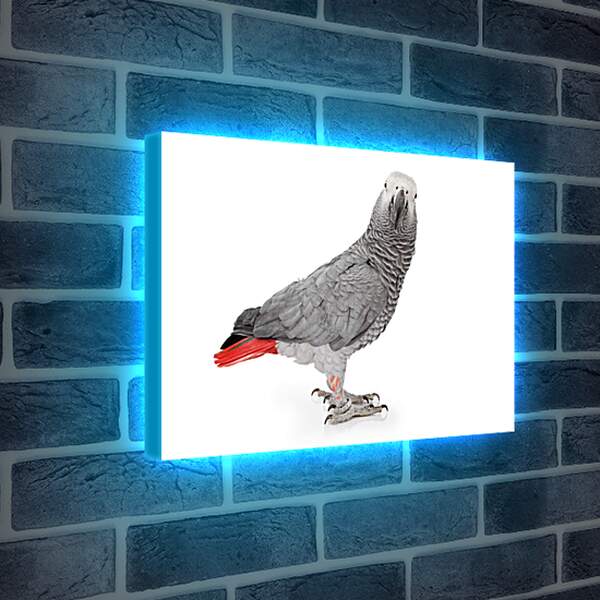 Лайтбокс световая панель - Попугай Жако
