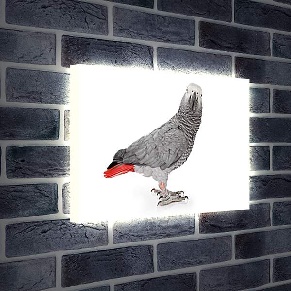 Лайтбокс световая панель - Попугай Жако
