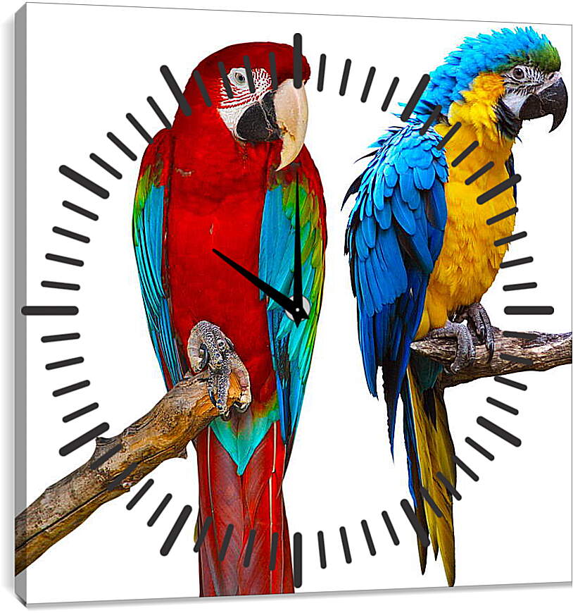 Часы картина - Попугай Ара
