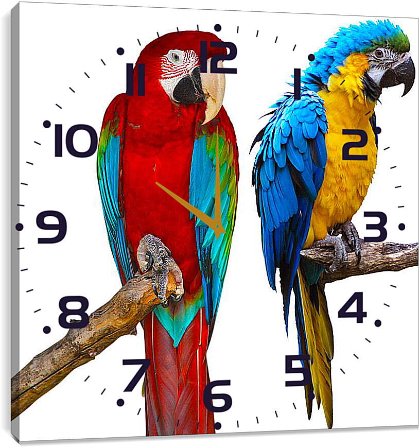 Часы картина - Попугай Ара
