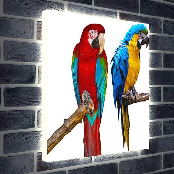 Лайтбокс световая панель - Попугай Ара
