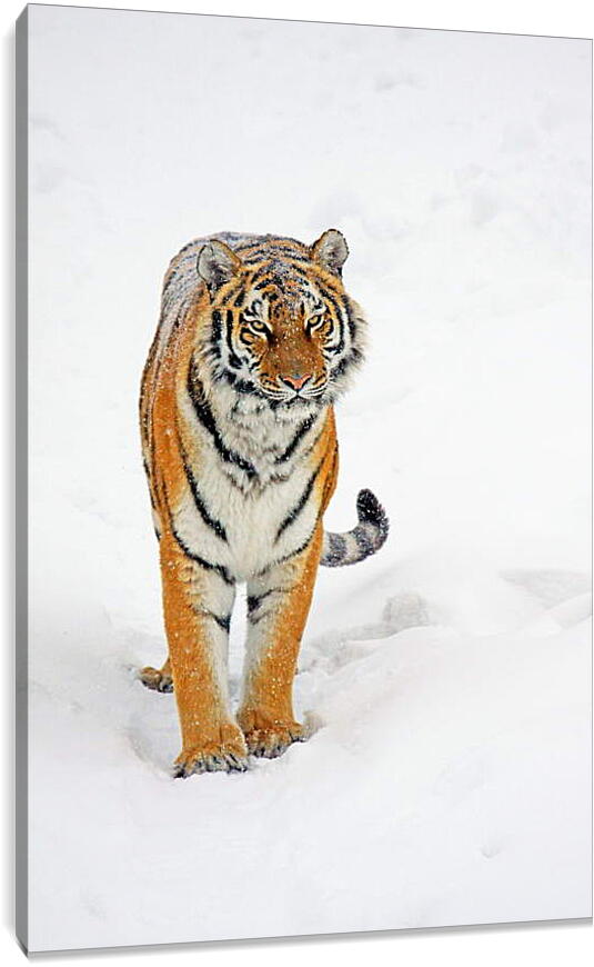 Постер и плакат - Тигр на снегу
