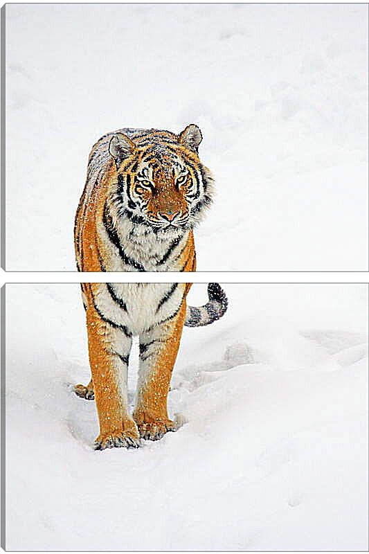 Модульная картина - Тигр на снегу
