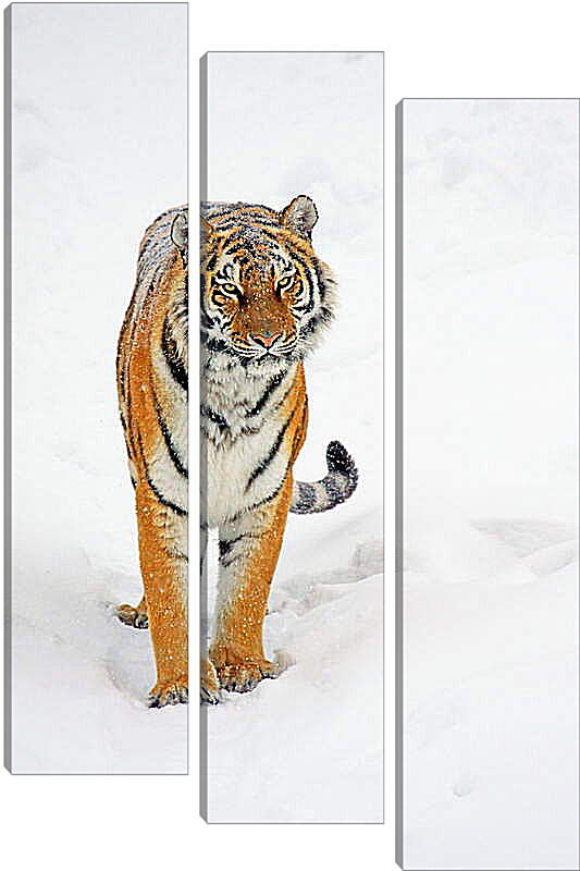 Модульная картина - Тигр на снегу
