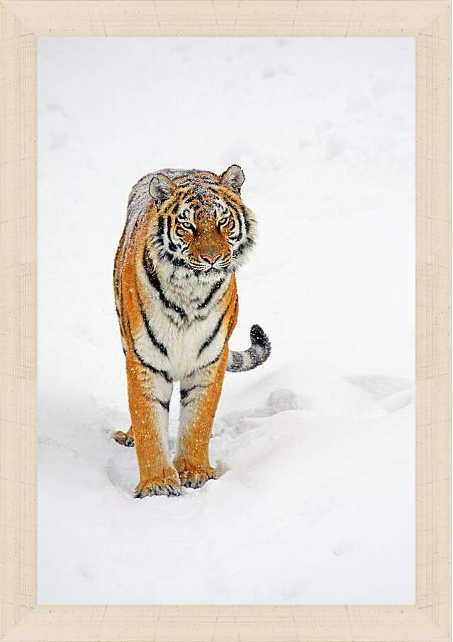 Картина в раме - Тигр на снегу
