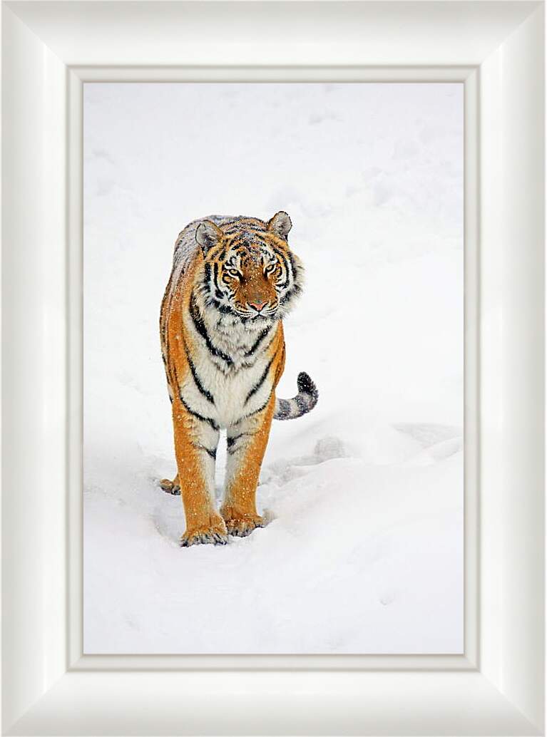 Картина в раме - Тигр на снегу
