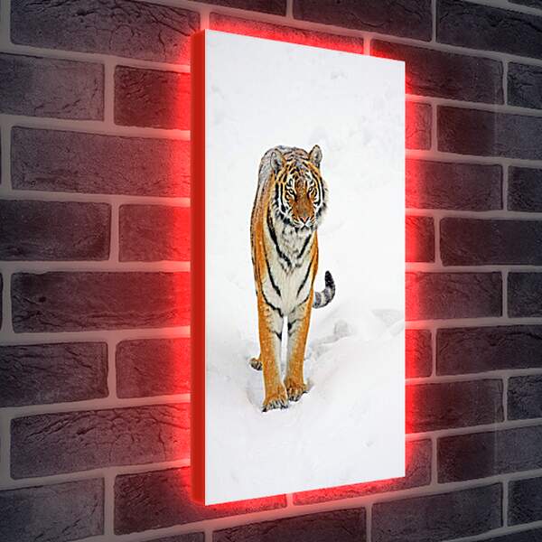 Лайтбокс световая панель - Тигр на снегу
