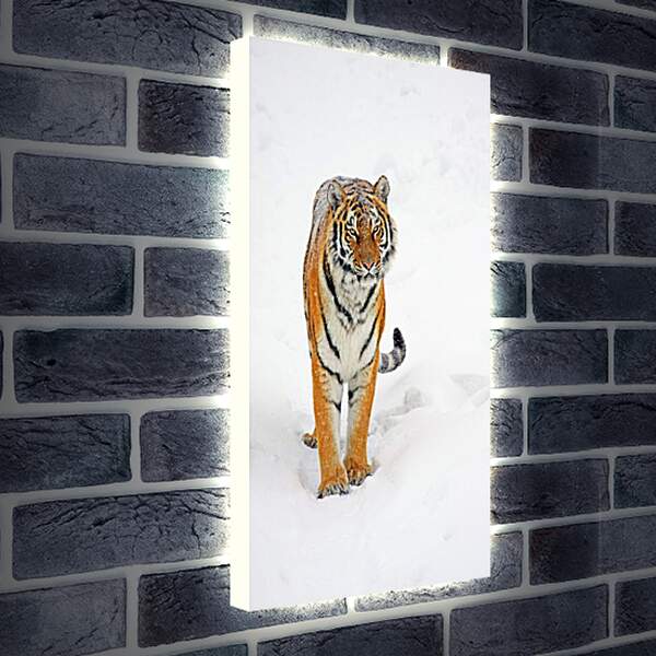 Лайтбокс световая панель - Тигр на снегу
