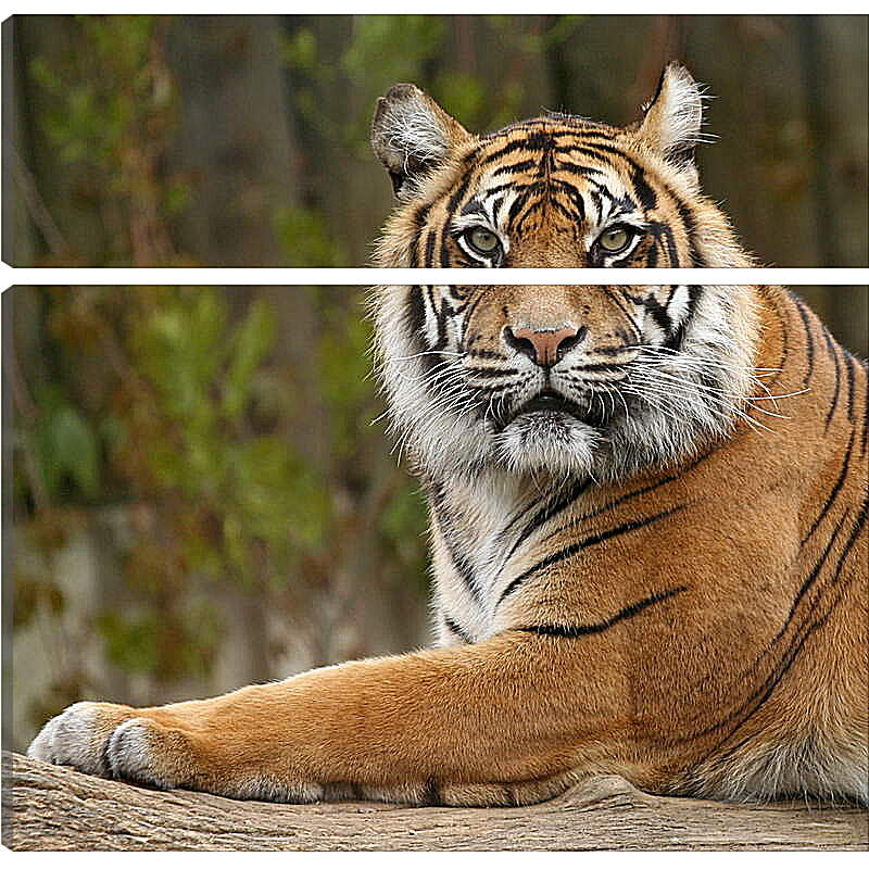 Модульная картина - Тигр
