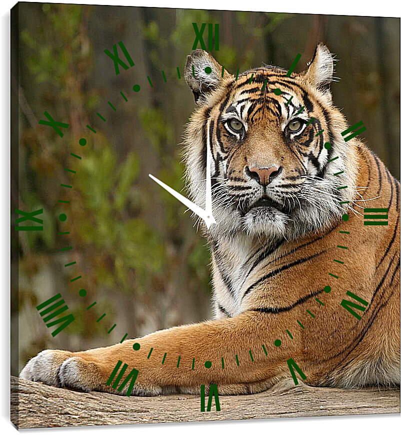 Часы картина - Тигр

