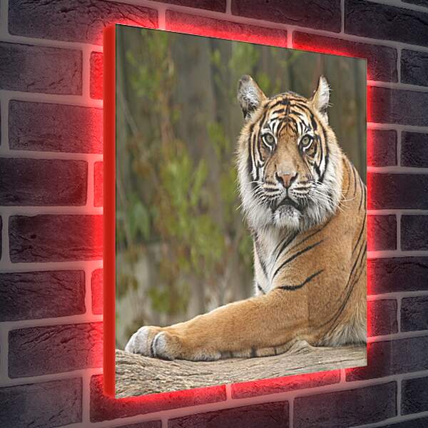 Лайтбокс световая панель - Тигр

