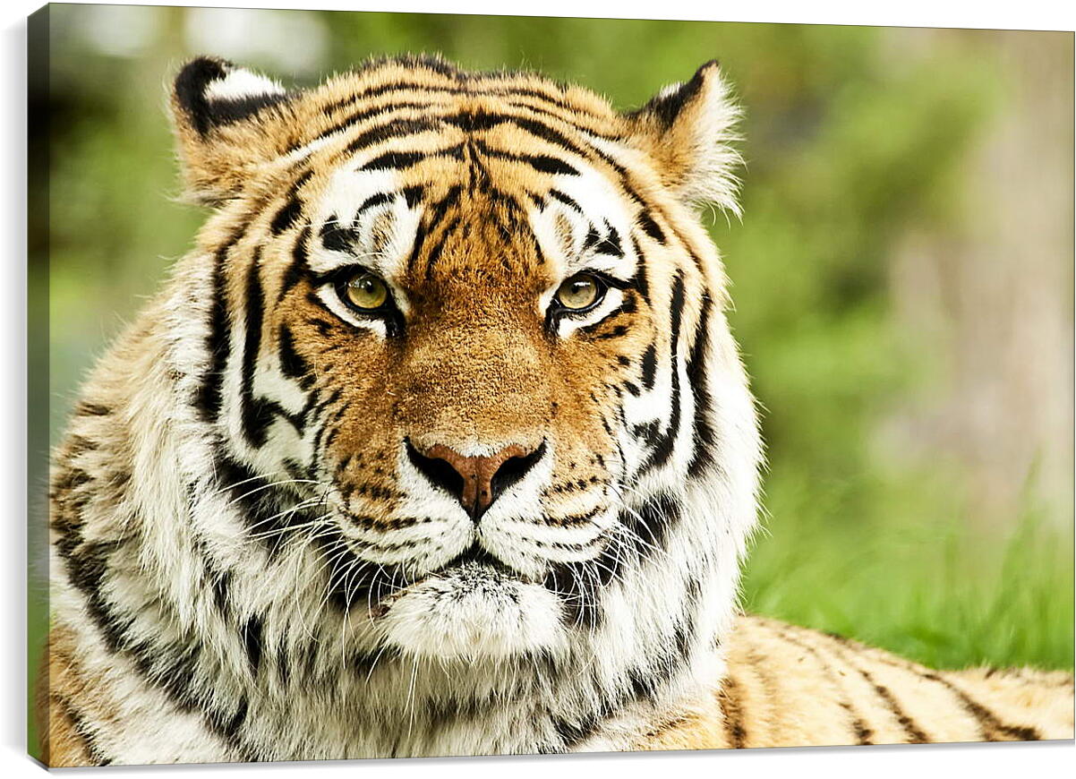 Постер и плакат - Сибирский тигр

